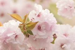 桜餅　　食べたい