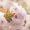 桜餅　　食べたい