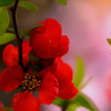 春の紅
