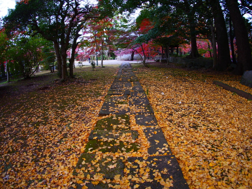 落葉の道