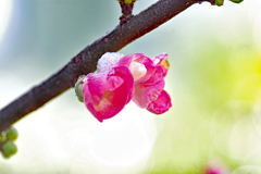 雪の花