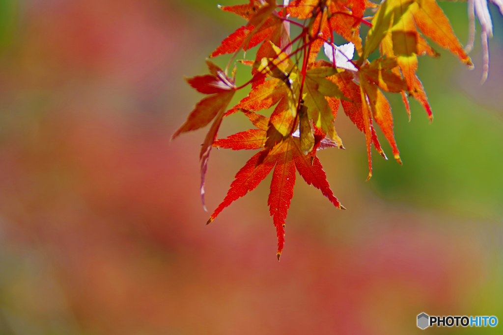 紅葉の始まり