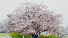 雪中の桜花