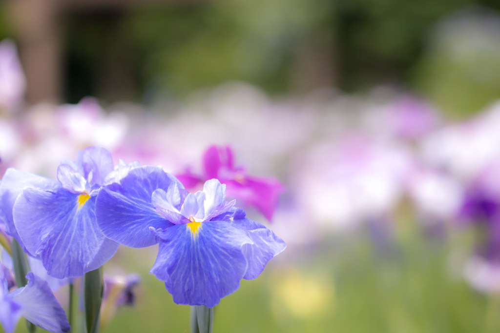 花菖蒲の夢