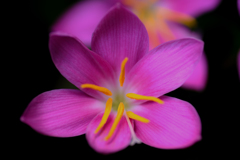 庭の花
