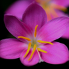 庭の花