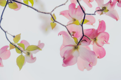 花水木