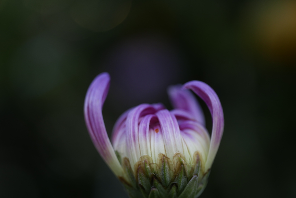 菊の咲く頃