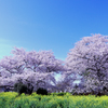 田舎の桜