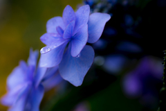 紫陽花と雫