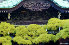 帝釈天の松と彫刻