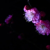 紅梅