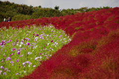 コキアと秋桜