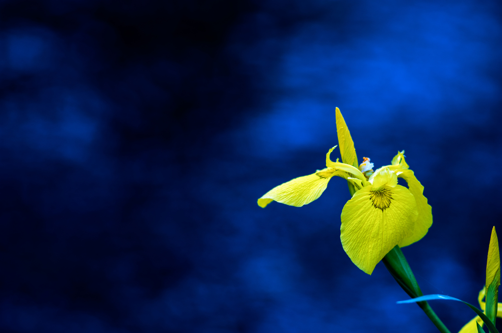 燕子花