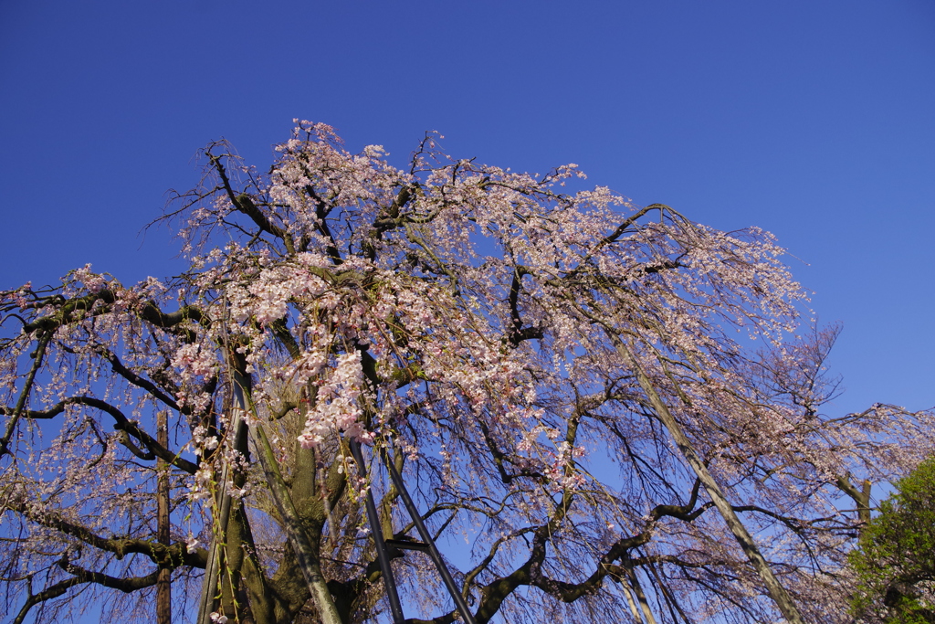 年老いた枝垂桜