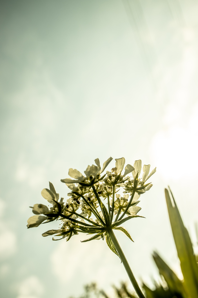なんかの花