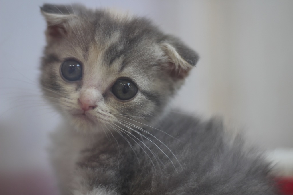 ねこちゃん