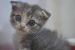ねこちゃん