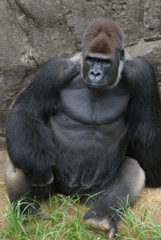 Gorilla