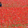 Poppies