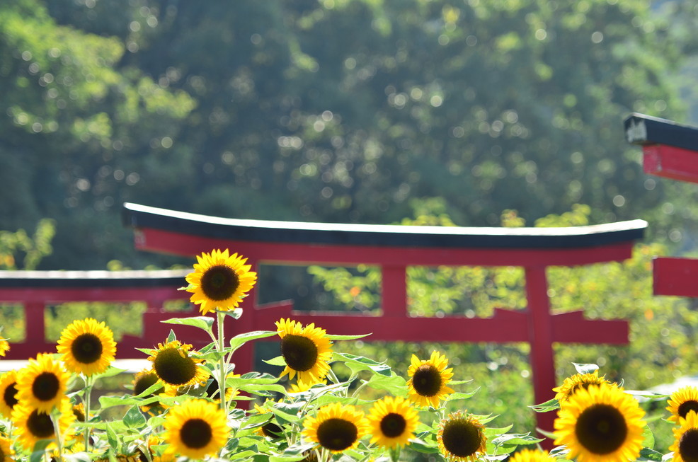 また、夏が来る。