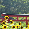 また、夏が来る。