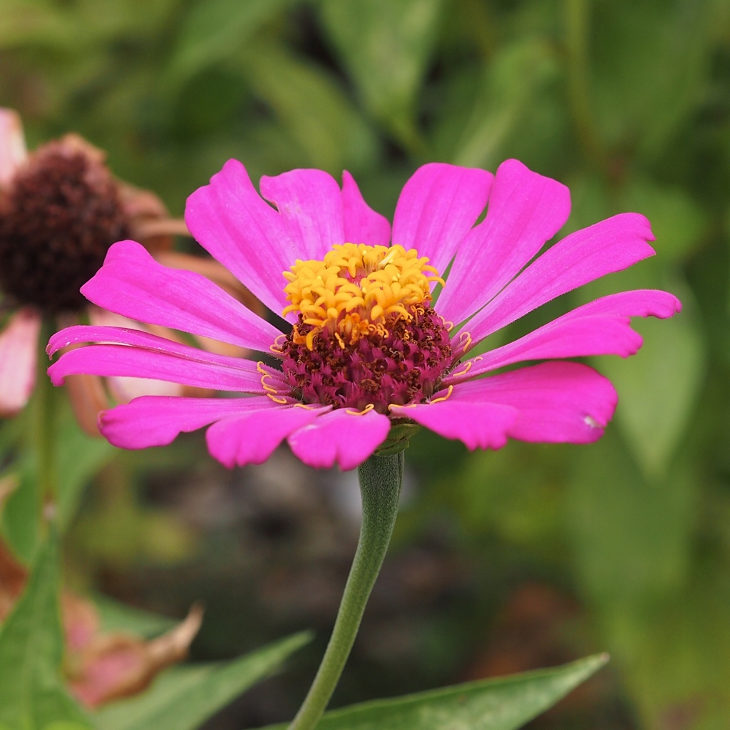 Zinnia