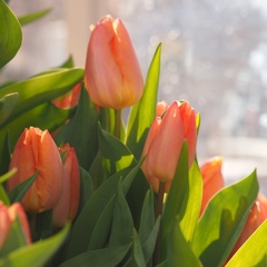 大好きなチューリップ