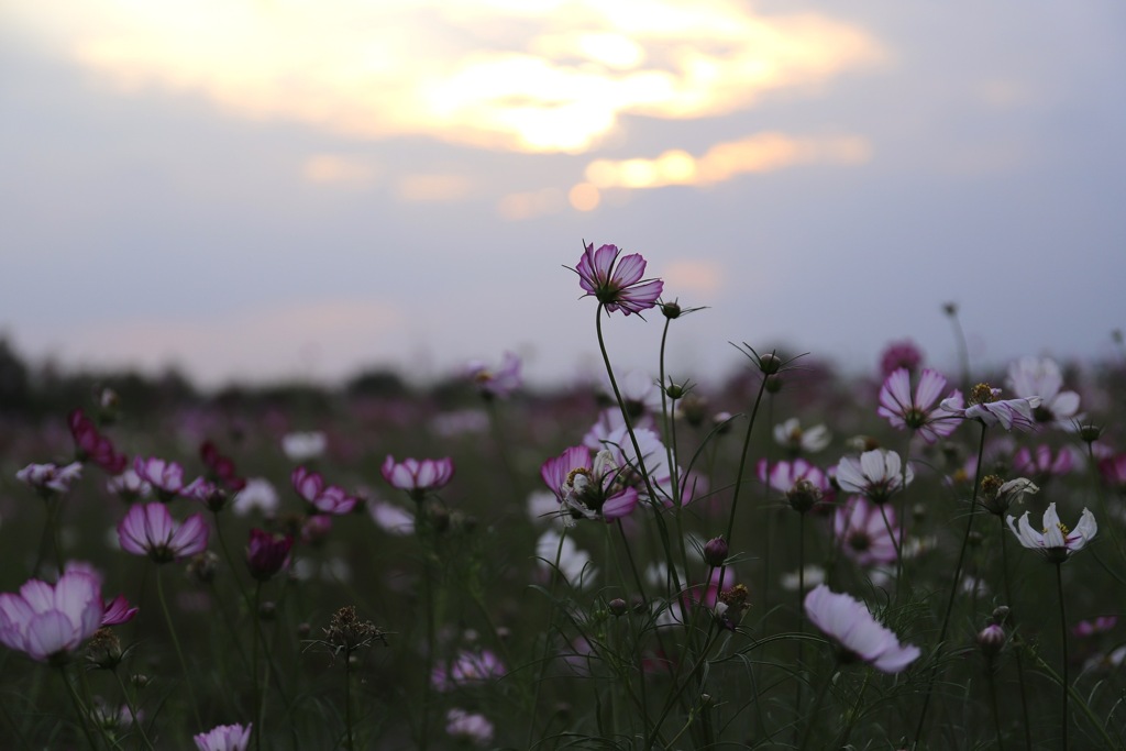 夕暮れの秋桜
