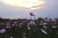 夕暮れの秋桜