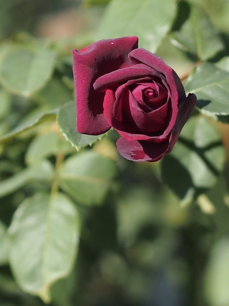 秋薔薇