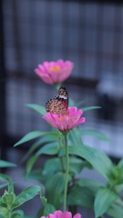百日草と蝶