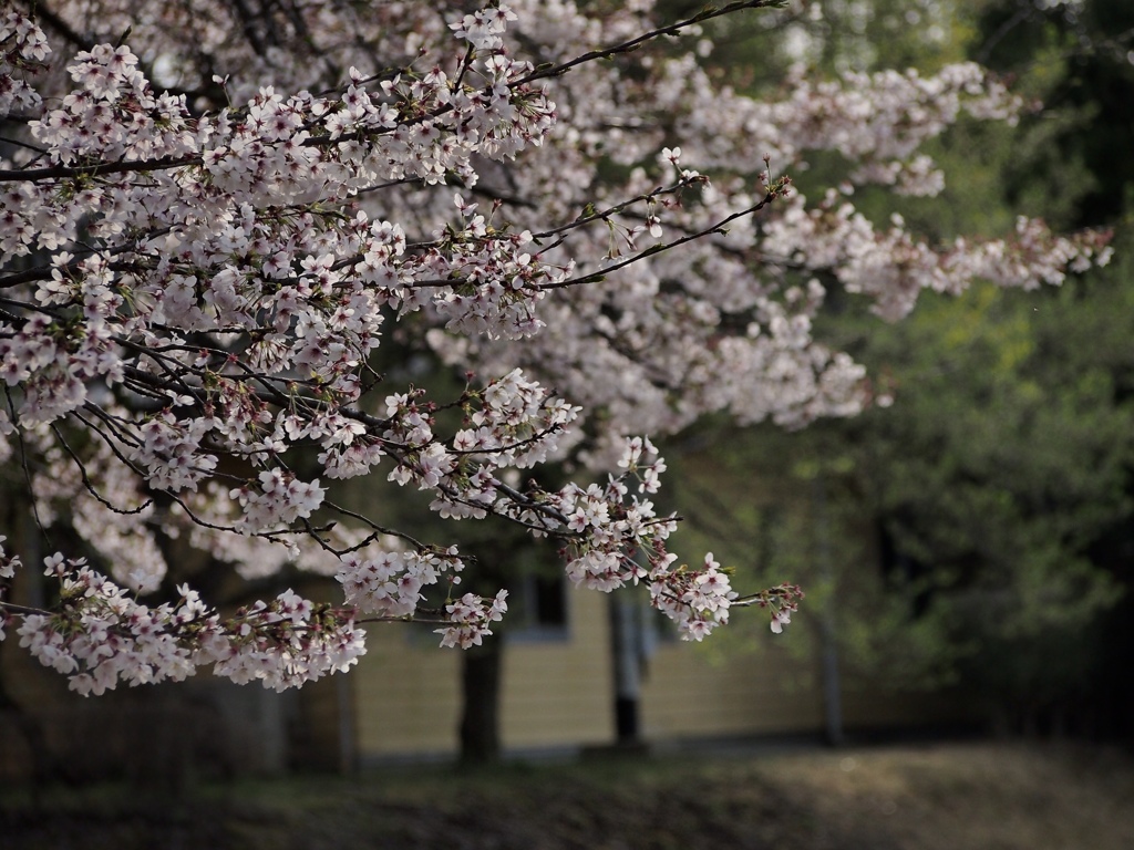 桜