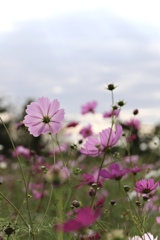 風に揺れる秋桜