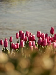 アイスチューリップ