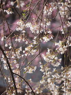 枝垂れ桜