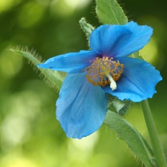 ヒマラヤの青いケシ