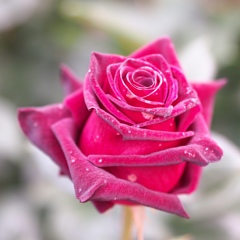 薔薇ﾟ･*:.｡. .｡.:*･゜