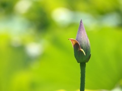蓮の蕾