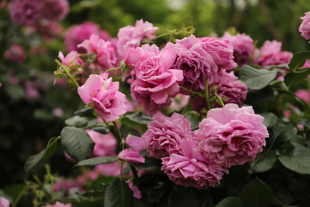 春薔薇