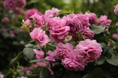 春薔薇