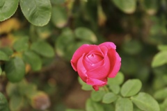 秋薔薇