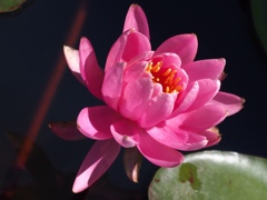 睡蓮
