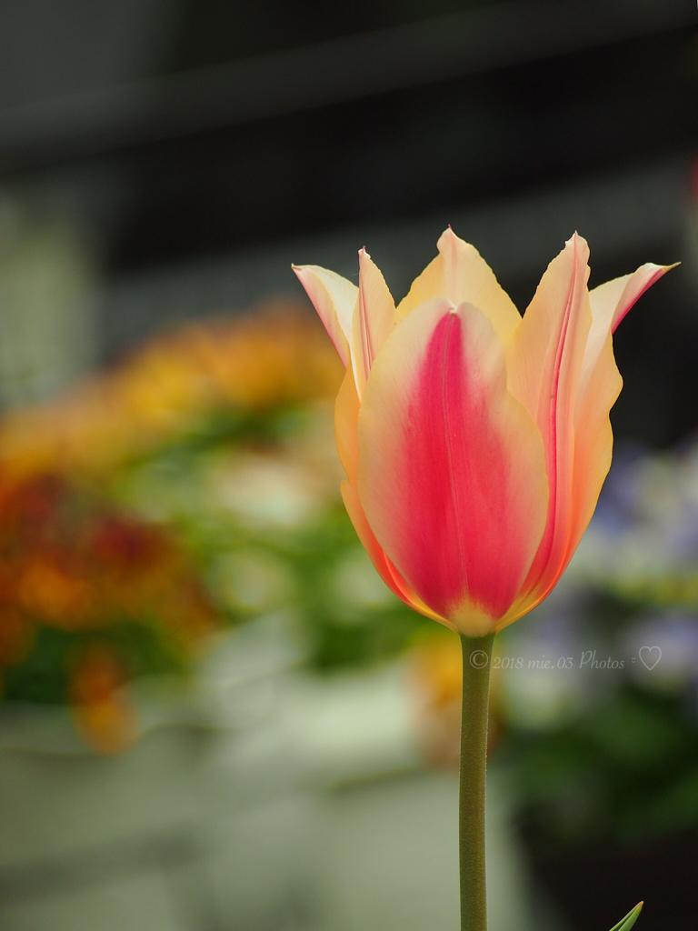 プランターのチューリップ咲きました