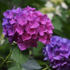 フクロウ神社の紫陽花