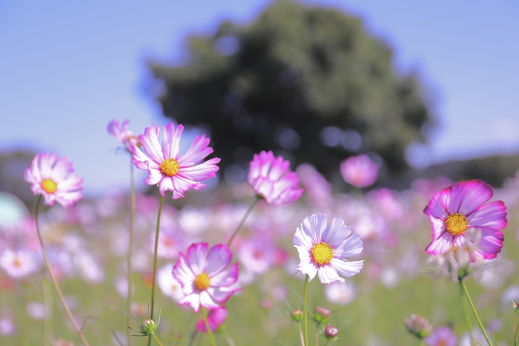 秋桜