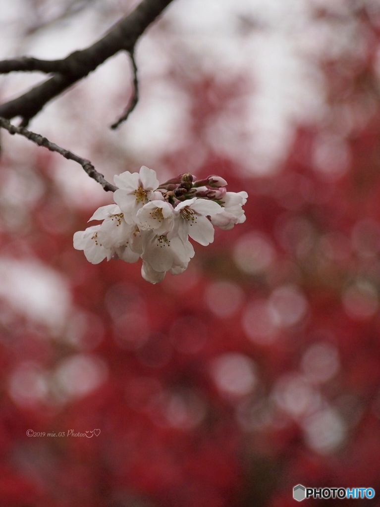 桜