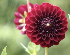 Dahlia