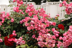 薔薇