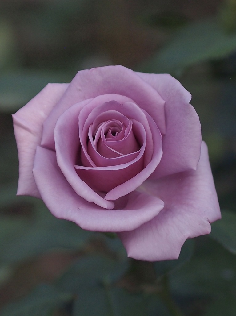 薔薇が咲きだしましたね